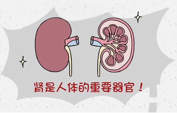肾脏
